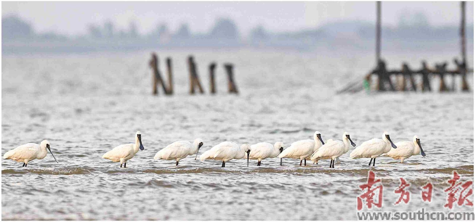 汕头市澄海区培隆沙滩是广东省越冬候鸟的主要栖息地之一。12月18日，黑脸琵鹭在海边的暖阳下栖息。南方日报记者 张由琼 石磊 摄