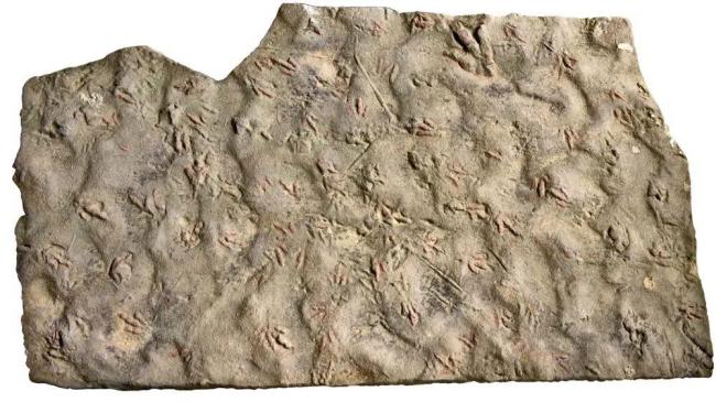 村民用了多年的垫脚石竟是恐龙化石