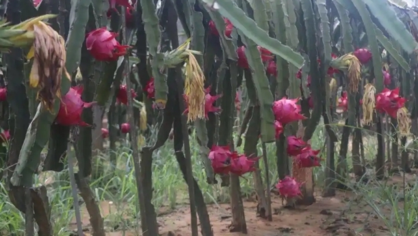 外媒：中企助力发展巴基斯坦火龙果种植业