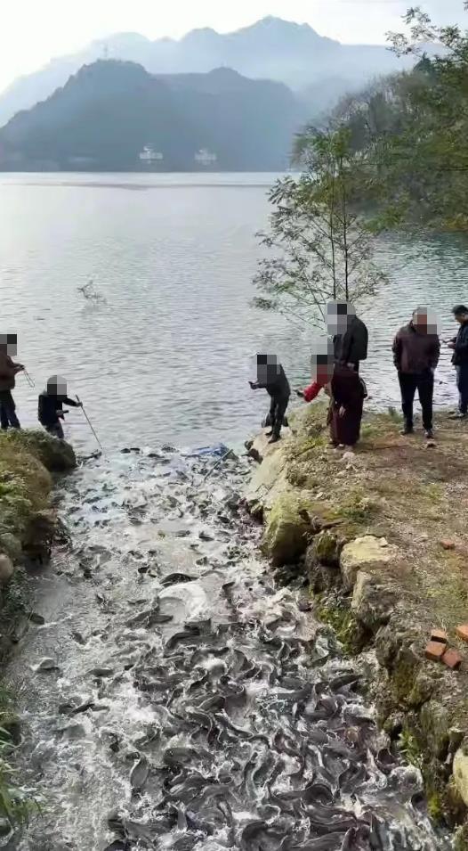 一水库被放生大量埃及塘鲺