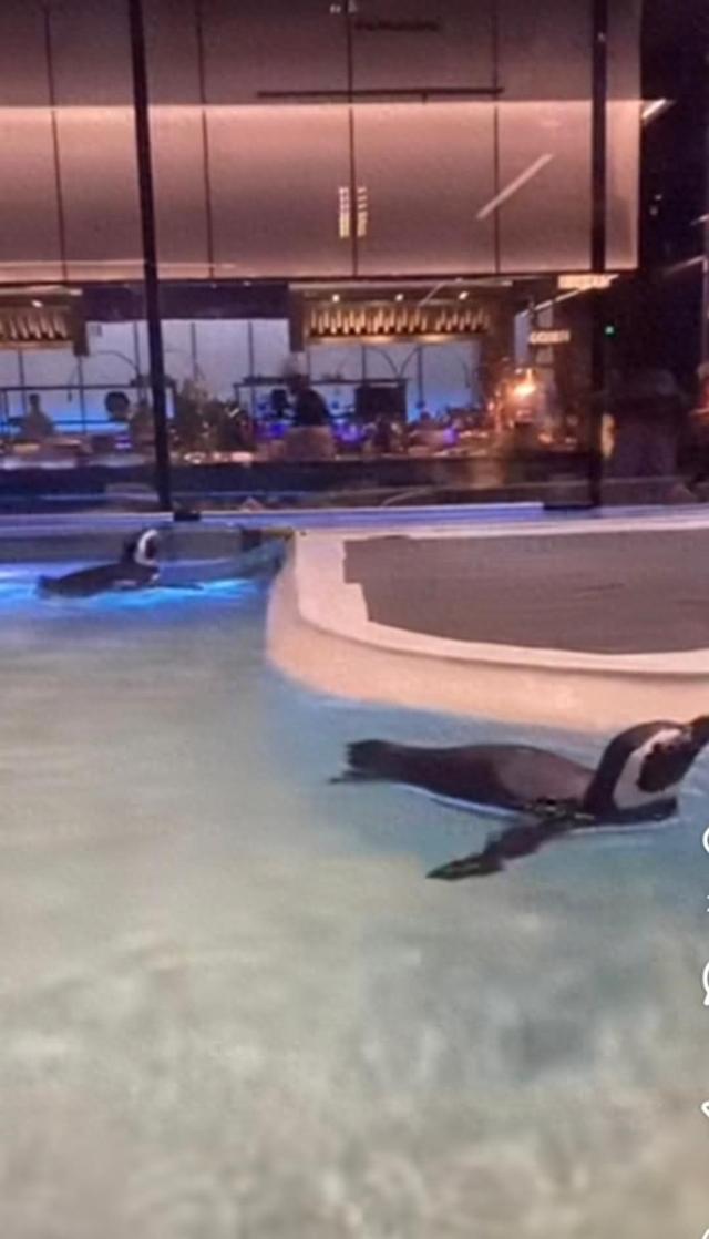 沈阳一洗浴中心养企鹅揽客