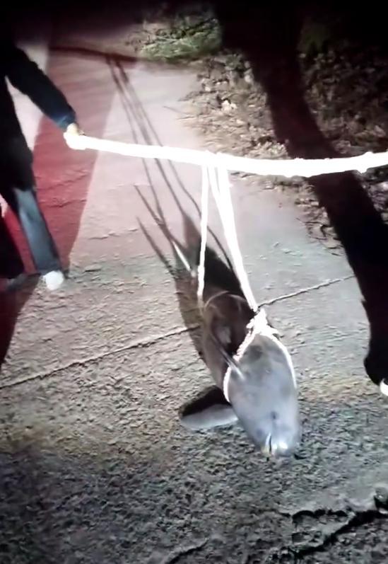 湖北一江豚死亡多日后被打捞上岸