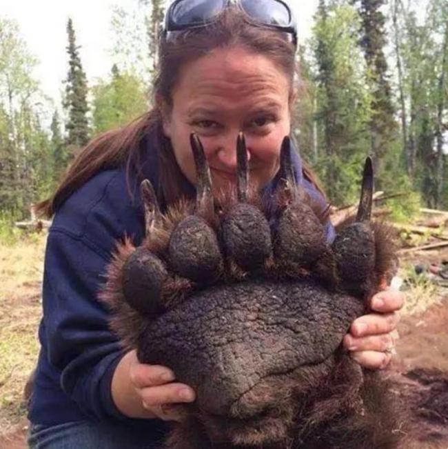 日本捕获近400公斤“熊王”