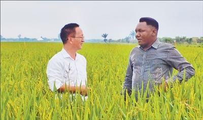 中国援布隆迪农业专家组帮助当地种植杂交水稻3800公顷“为布隆迪农业发展注入新动力”(共创繁荣发展新时代) 中国援布隆迪农业专家组帮助当地种植杂交水稻3800公顷“为布隆迪农业发展注入新动力”(共创繁荣发展新时代)