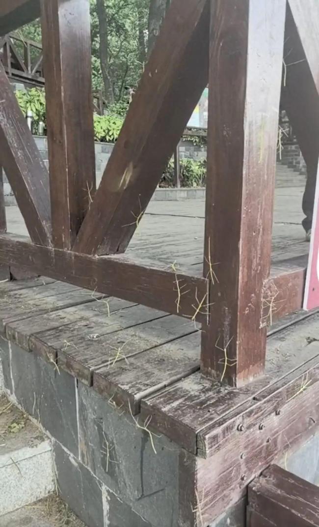 南京一公园内出现大量竹节虫