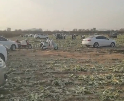 网络谣言引发白菜被“白采” 种植户的损失谁来赔