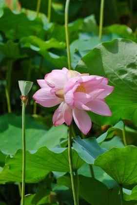 广州荔湾湖惊现并蒂莲，