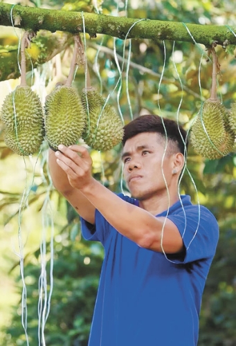 榴莲