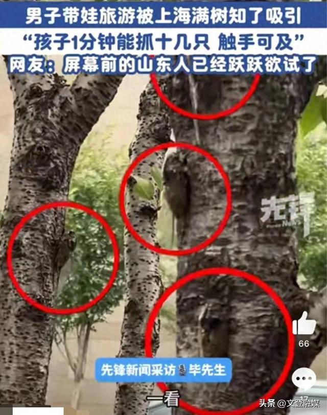 山东父子在上海抓知了降维打击
