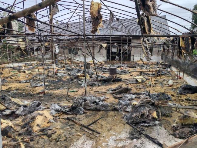 为什么香港还在使用竹棚建楼