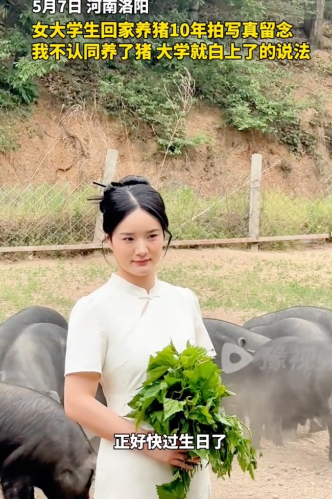 女孩穿旗袍在养猪场拍写真