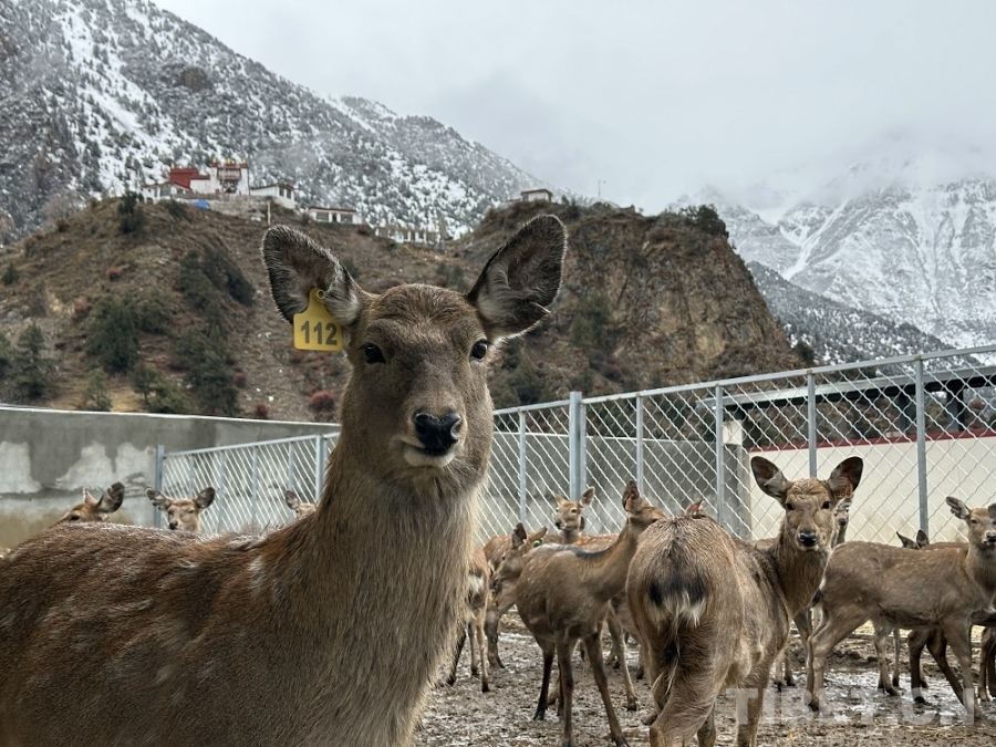 【牢记嘱托 共建美丽新西藏】娘蒲乡样本：一只梅花鹿“驮”起的乡村振兴链