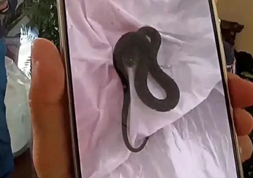 “根本弄不清还有多少条......”夫妻旅游回来发现家变蛇窝