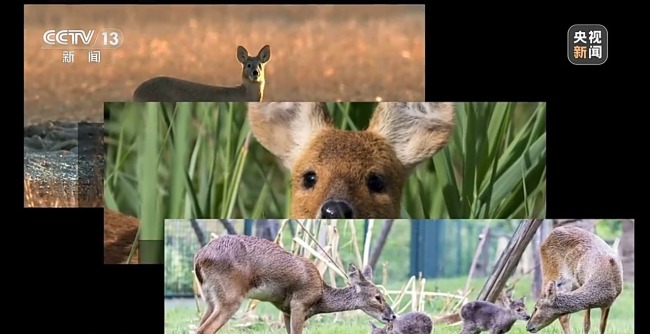 “二师兄”频繁来南京“旅游”