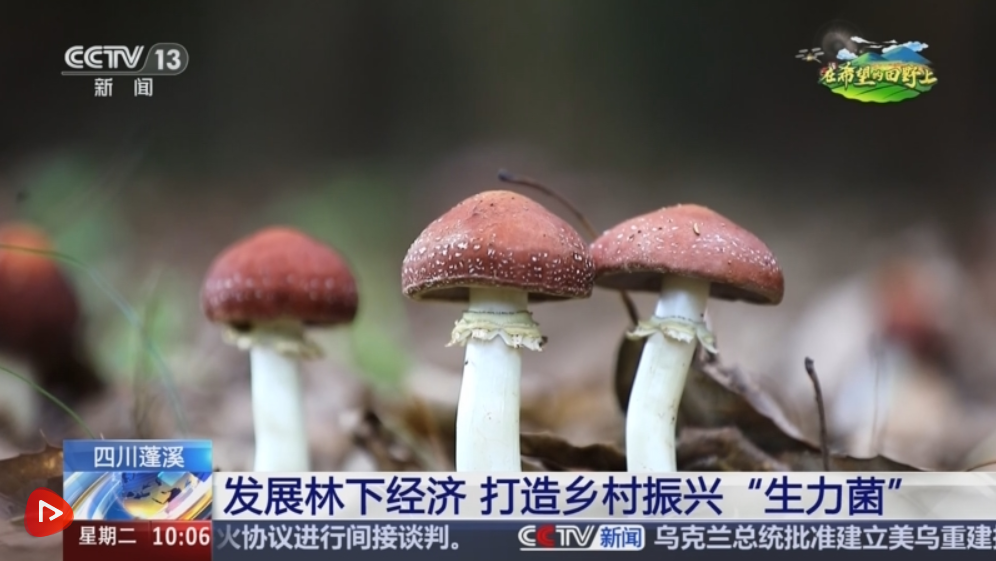“致富林”“黄金果”“生力菌” ……特色产业赋能乡村振兴 鼓足村民“钱袋子” “致富林”“黄金果”“生力菌” ……特色产业赋能乡村振兴 鼓足村民“钱袋子”
