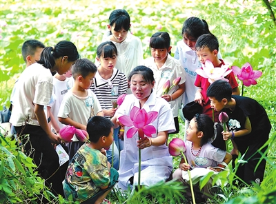 赏荷花 学知识 赏荷花 学知识