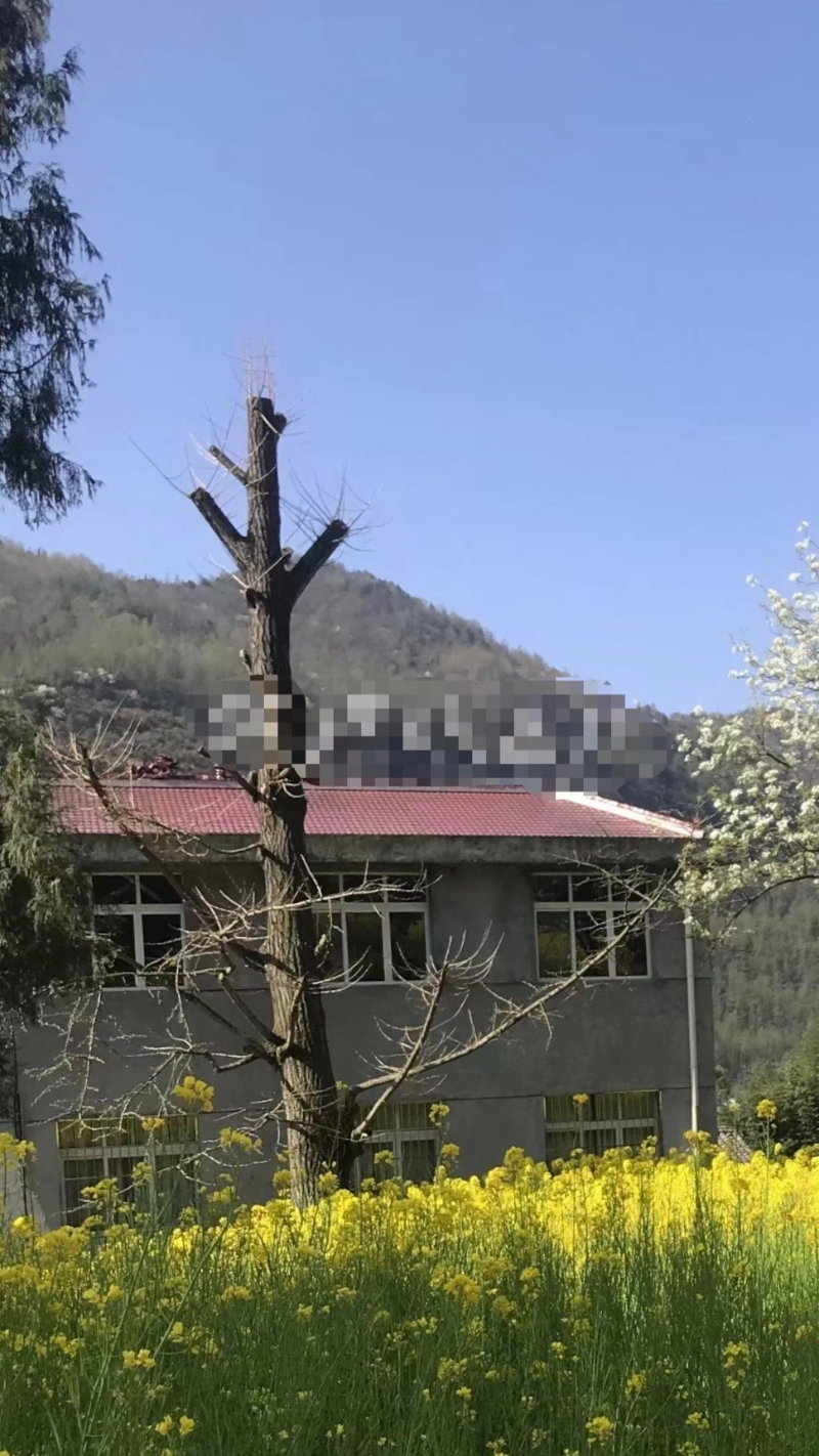 古银杏树