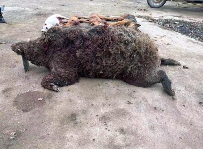 甘肃12条猎犬围捕野猪4条牺牲