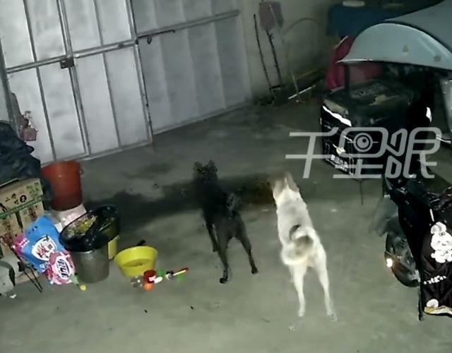 男子偷狗被察觉弃车而逃