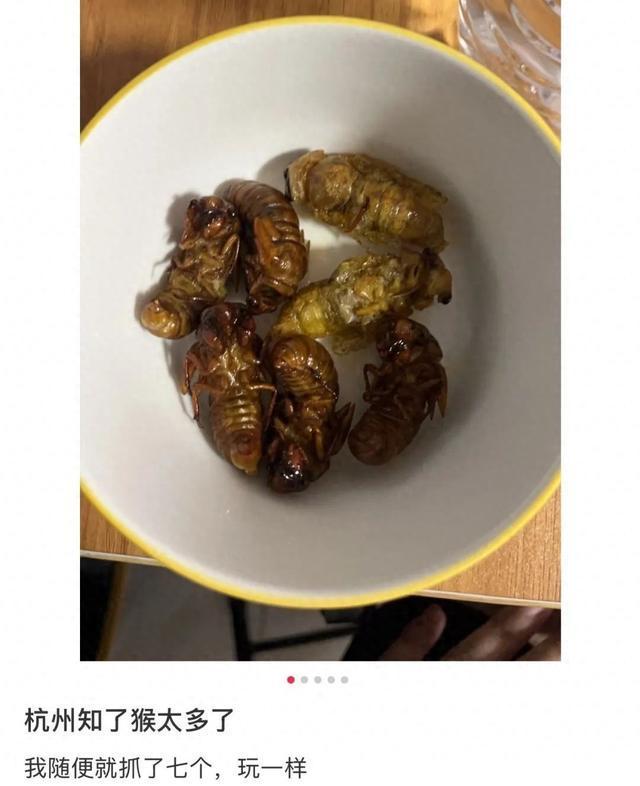 又到一年一度抓知了猴的季节