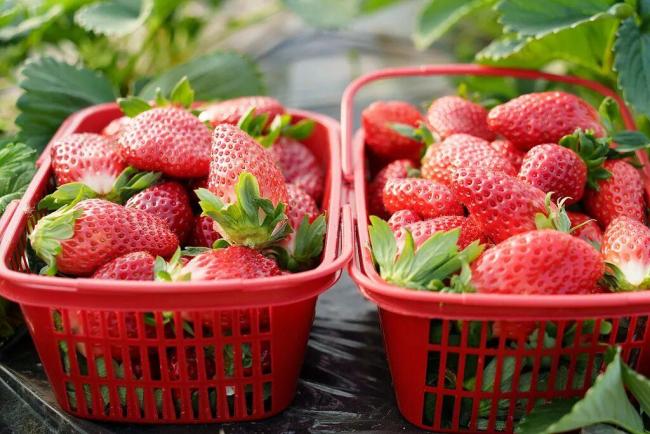 草莓这些年可冤死了