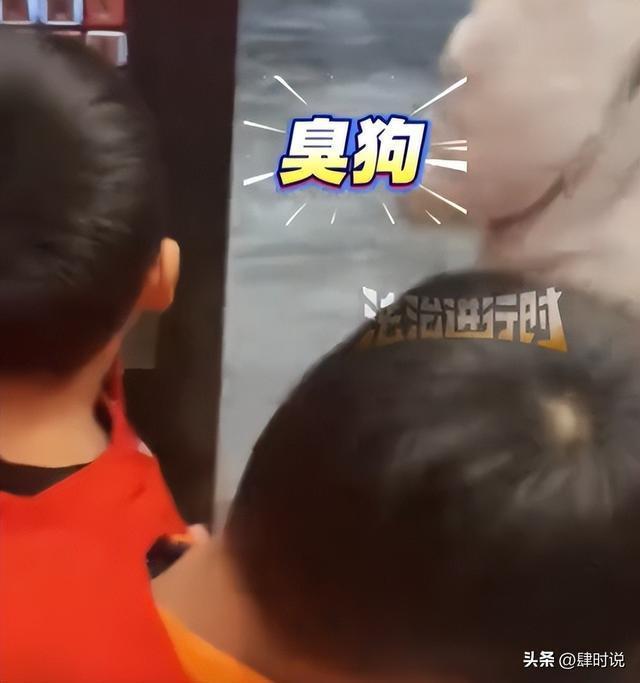 女子牵狗进电梯被孩子说“臭狗”