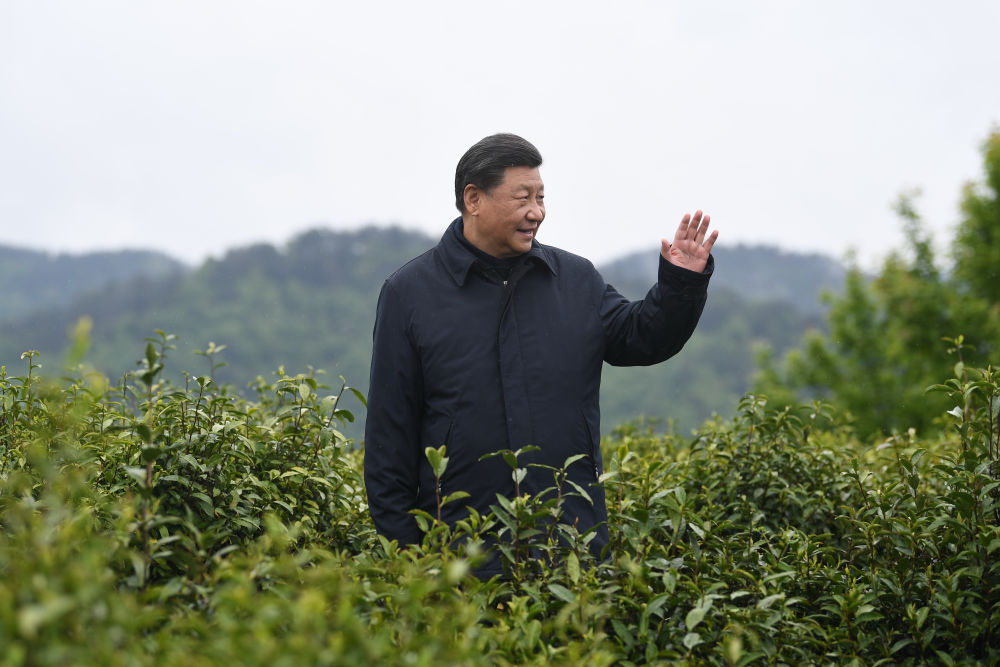 图文故事|“把茶产业做大做强” 2020年4月21日,习近平总书记来到陕西安康市平利县老县镇,在茶园考察脱贫攻坚情况。新华社记者 燕雁 摄