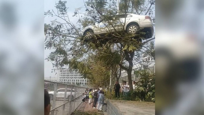 车辆被吊上树顶 车辆被吊上树顶