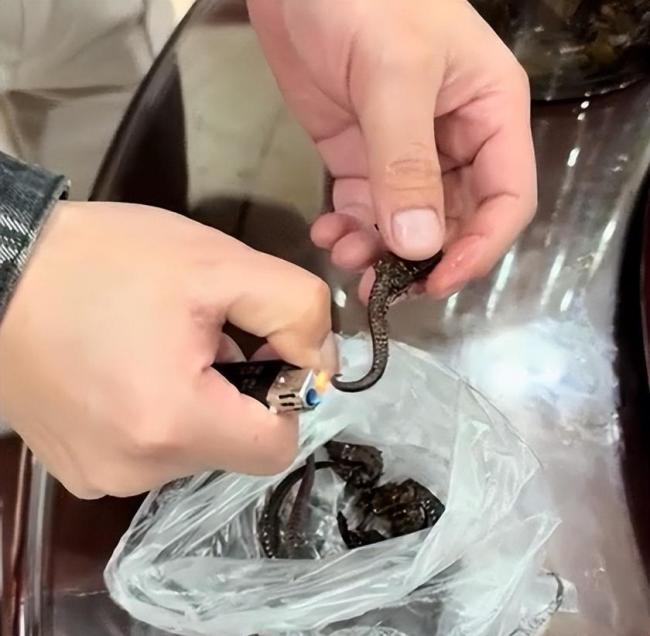 药酒里泡了十余年的海马竟是塑料