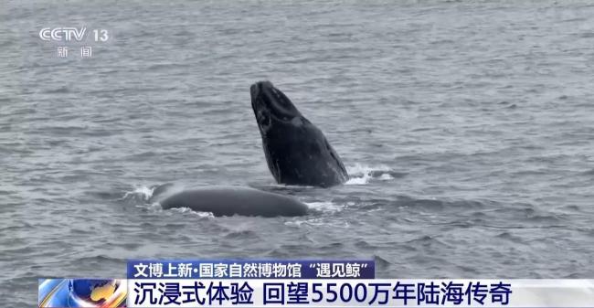 在国家自然博物馆“遇见鲸”