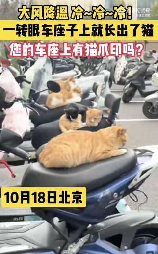 北京大风降温 车座上“长出”猫