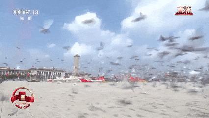8万羽和平鸽来自3千多个养鸽人