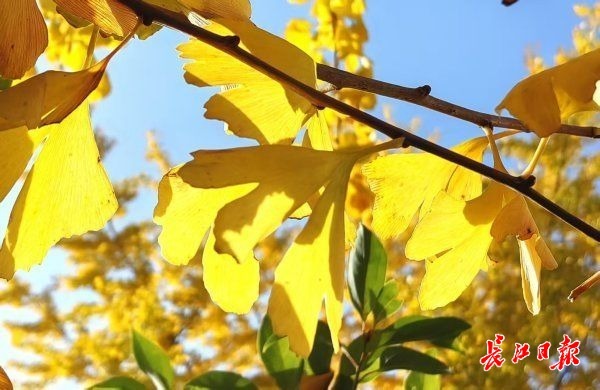 武汉下周“入冬” 气温骤降迎初冬