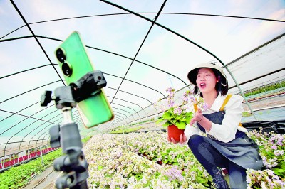 湖北宜昌:享誉世界的报春花 湖北宜昌:享誉世界的报春花