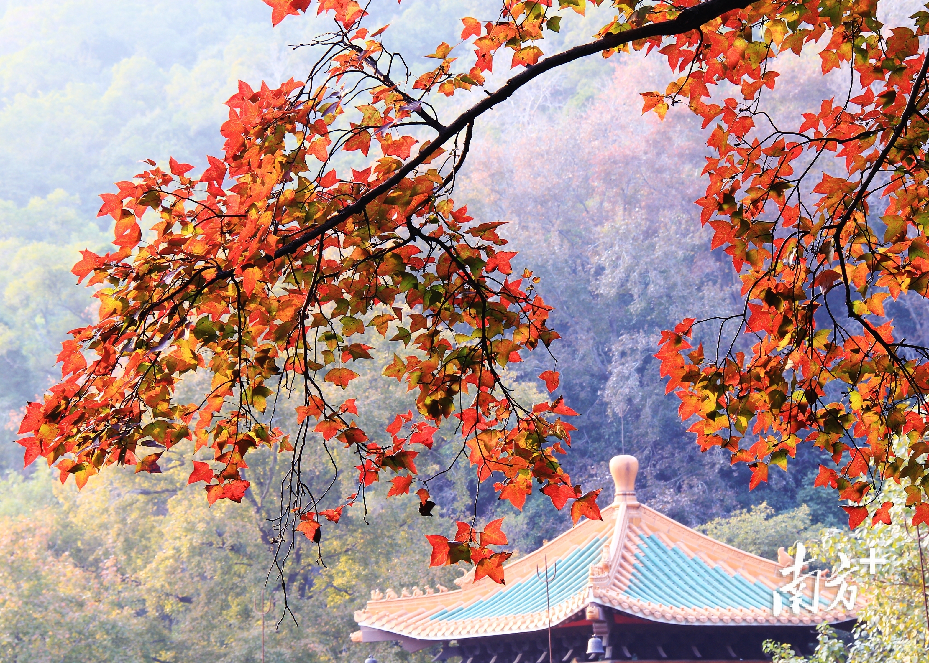 每年的11月至次年的1月是广东赏叶的好时节。