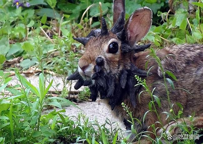 英媒称美国又发现“变异鹿” 全身挂满肉瘤引发关注