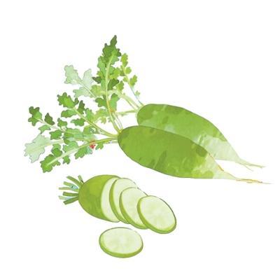 为什么“冬吃萝卜夏吃姜”