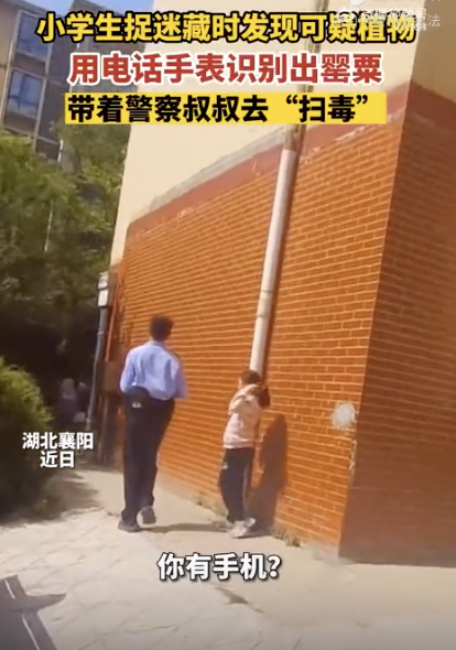 5名小学生用小天才手表识别罂粟 探险发现报警求助