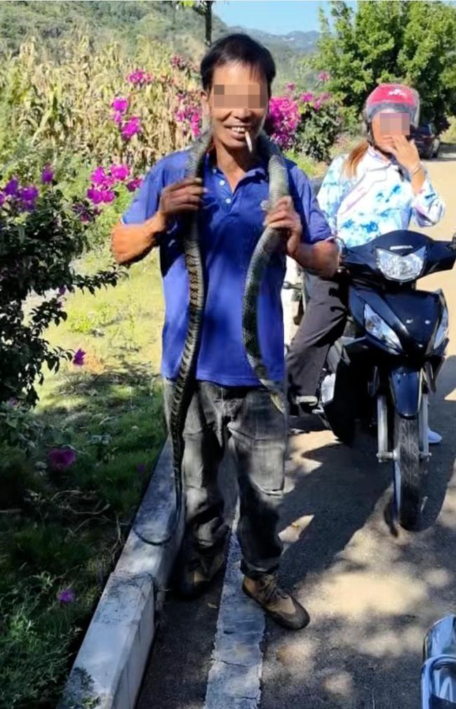 误将眼镜王蛇当无毒蛇 男子被咬身亡