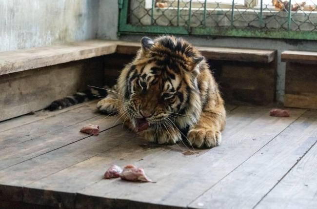 女子续费才知认养东北虎已死亡数月